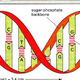 Image for article titled Here come the DNA robots